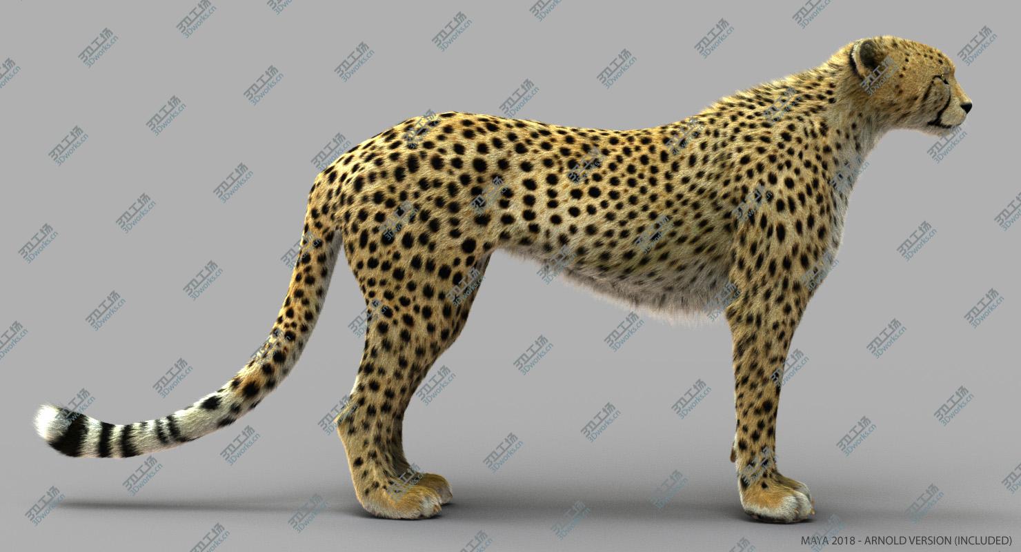 images/goods_img/2021040164/Cheetah 2 (RIGGED) (FUR)/4.jpg